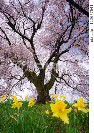 【桜素材】わに塚の桜と水仙の花【山梨県】 【桜素材】わに塚の桜と水仙の花【山梨県】 123677641