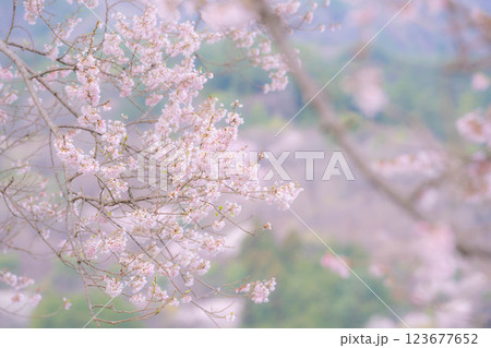 【桜素材】わに塚の桜と水仙の花【山梨県】 123677652