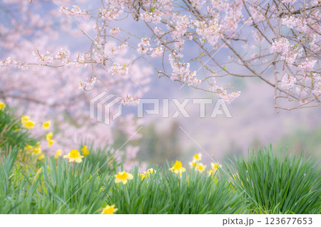 【桜素材】わに塚の桜と水仙の花【山梨県】 123677653