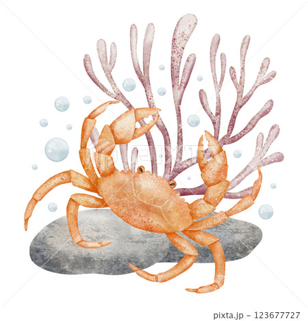 Watercolor illustration of an orange Crab resting on a rock with Coral and bubbles. Drawing of underwater animal for childish nursery design or baby shower invitations. Art for kids greeting cards. Watercolor illustration of an orange Crab resting on a rock with Coral and bubbles. Drawing of underwater animal for childish nursery design or baby shower invitations. Art for kids greeting cards. 123677727