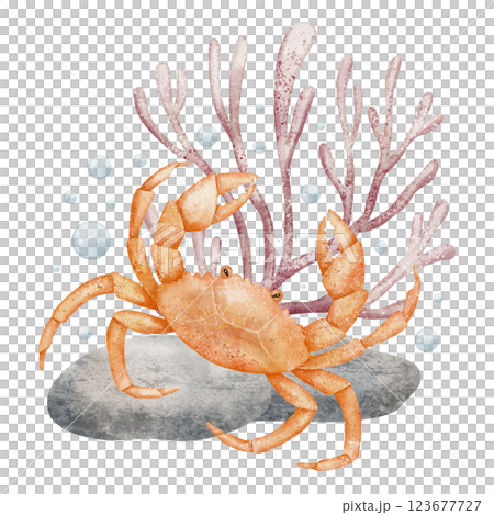 Watercolor illustration of an orange Crab resting on a rock with Coral and bubbles. Drawing of underwater animal for childish nursery design or baby shower invitations. Art for kids greeting cards. Watercolor illustration of an orange Crab resting on a rock with Coral and bubbles. Drawing of underwater animal for childish nursery design or baby shower invitations. Art for kids greeting cards. 123677727