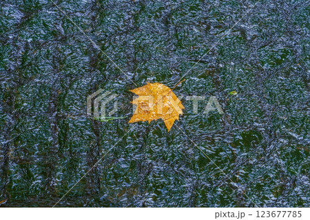 川面に浮かぶプラタナスの落ち葉の情景 123677785