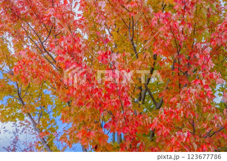 青空バックに見るきれいに色づいたプラタナスの紅葉 123677786