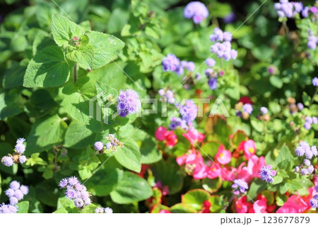 可愛い　アゲラタムの花 123677879