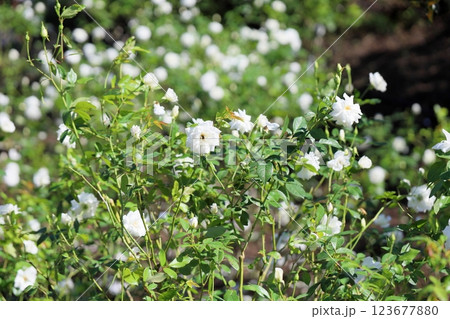 白バラの花　シュネービッチェン 123677880