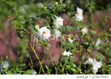 白バラの花 シュネービッチェン 白バラの花 シュネービッチェン 123677881
