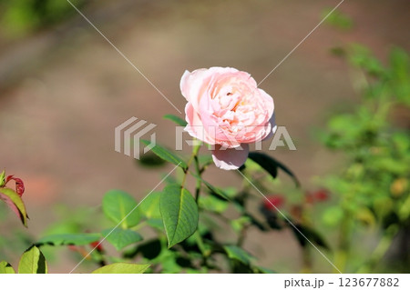 バラの花　セントセシリア 123677882