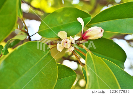 白いオガタマノキの花（春、三月） 123677923
