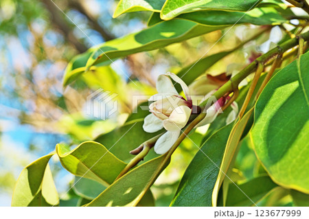 白いオガタマノキの花(春、三月) 白いオガタマノキの花(春、三月) 123677999