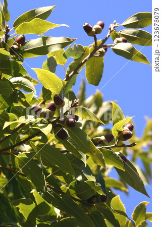 木に実ったどんぐり 123678079