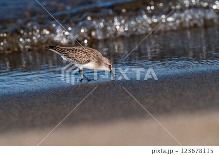 波打ち際で餌を探しているトウネン 波打ち際で餌を探しているトウネン 123678115