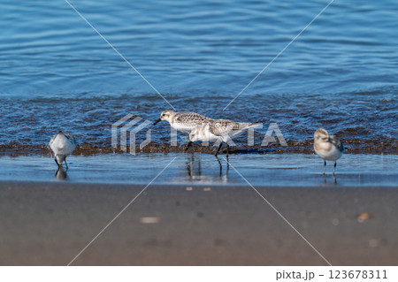 波打ち際で餌を探しているミユビシギ 123678311