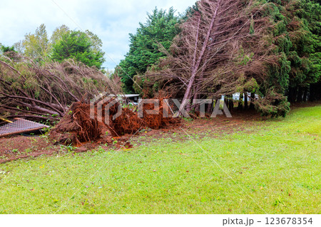 Dramatic aftermath storm shows uprooted trees lying on ground is disturbed, revealing roots soil, indicating force of hurricane weather event. 123678354