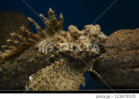 オニオコゼ　オコゼ　魚　海水魚　毒魚　虎魚　鬼虎魚　遊離軟条 123678520