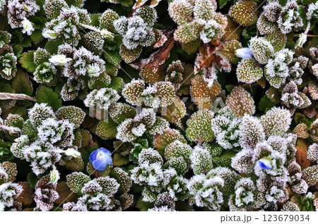 霜の降りた野原の草や葉 クローズアップ 霜の降りた野原の草や葉 クローズアップ 123679034