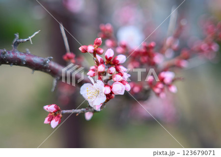 ピンク色の梅の花　神戸市東灘区の公園で撮影 123679071