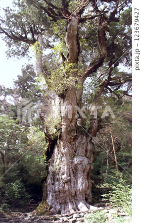 Yakusugi cedar "Jomon-sugi" / 屋久杉 ”縄文杉” の雄姿@屋久島登山道 Yakusugi cedar "Jomon-sugi" / 屋久杉 ”縄文杉” の雄姿@屋久島登山道 123679427