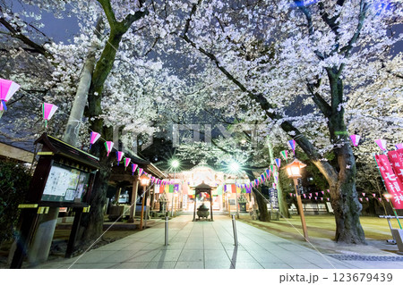春・川越・桜 春・川越・桜 123679439