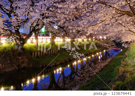 春・川越・桜 春・川越・桜 123679441