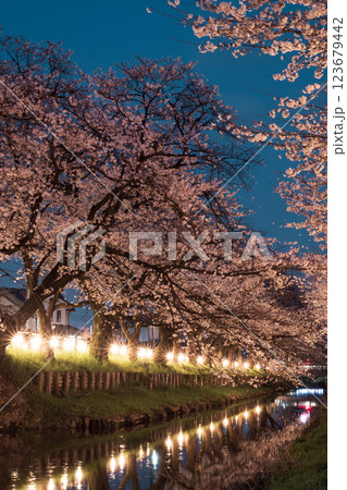 春・川越・桜 123679442