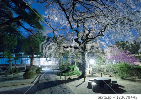 春・川越・桜 123679445