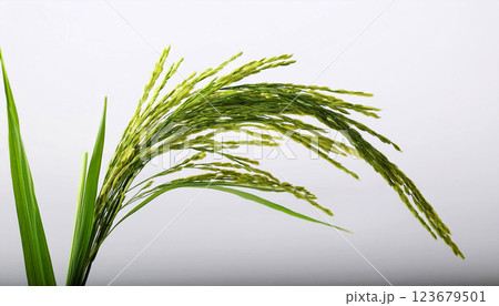 green wheat ears, palm tree, A fresh green rice plant with fully grown panicles, isolated on a white background, ears of rice green wheat ears, palm tree, A fresh green rice plant with fully grown panicles, isolated on a white background, ears of rice 123679501