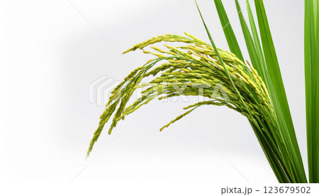green wheat ears, palm tree, A fresh green rice plant with fully grown panicles, isolated on a white background, ears of rice green wheat ears, palm tree, A fresh green rice plant with fully grown panicles, isolated on a white background, ears of rice 123679502