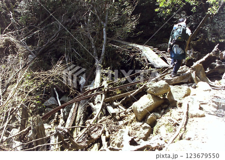 Yakushima trail course / 屋久島登山道の光景,縄文杉へ向かうトレッキング風景 Yakushima trail course / 屋久島登山道の光景,縄文杉へ向かうトレッキング風景 123679550