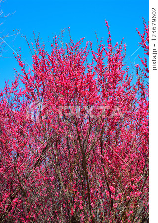 早春の訪れ　満開の紅梅　深谷市　　　　 123679602