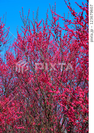 早春の訪れ　満開の紅梅　深谷市　　　　 123679607