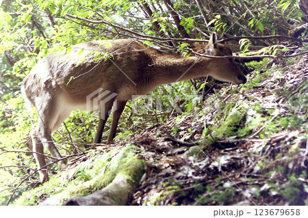 Yakushika deer @Yakushima / 屋久島に生息するヤクシカ(屋久鹿) Yakushika deer @Yakushima / 屋久島に生息するヤクシカ(屋久鹿) 123679658