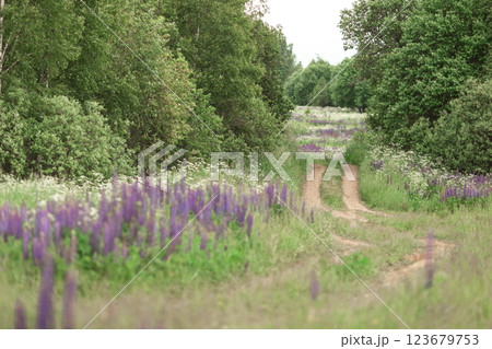 Tranquil dirt path through lush green meadow and purple lupine blooms Tranquil dirt path through lush green meadow and purple lupine blooms 123679753