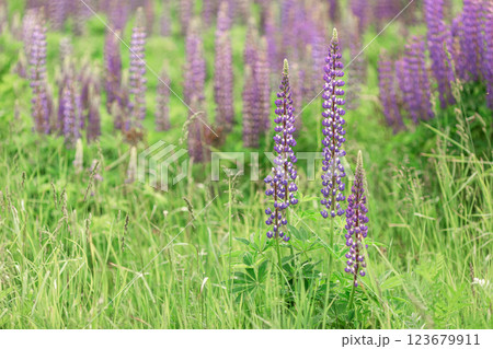 Lupine flowers in bloom in a lush green field during springtime 123679911