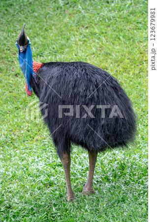 Southern cassowary or Casuarius casuarius standing on lush green grass 123679981
