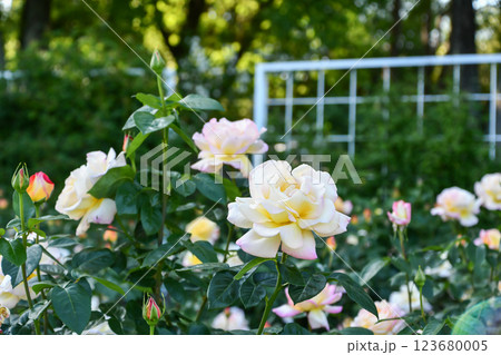 バラ「ピース」 123680005