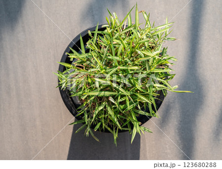 High angle view of a pot of Thyrsostachys siamensis Gamble. This plant is natural medicine for cats to eat. 123680288