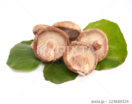 Shitake mashrooms on green leave isolated on white background. 123680324