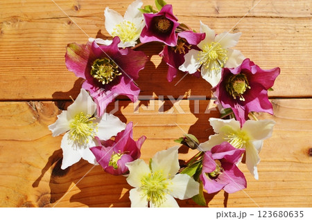 紫と白のクリスマスローズの花のリース　　 123680635