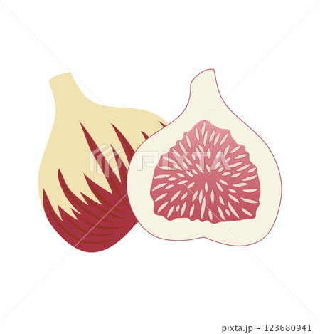いちじく　実の断面　ベクターのアイコンイラスト 123680941