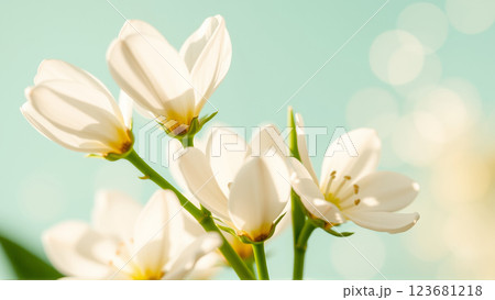 Delicate spring flowers in backlit sunlight, blurred background Delicate spring flowers in backlit sunlight, blurred background 123681218