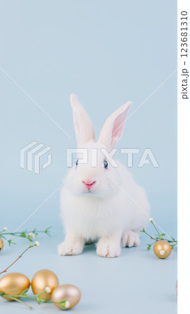 White fluffy rabbit sits on blue isolated background among traditional eggs symbolizing the holiday 123681310