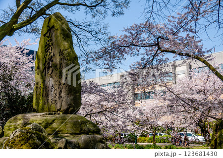 (とやまビューポイント)　富山城　松川べりの桜　4月 123681430