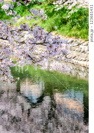 (とやまビューポイント) 富山城 松川べりの桜 4月 (とやまビューポイント) 富山城 松川べりの桜 4月 123681431