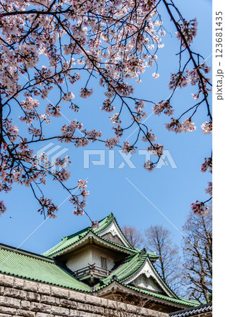 (とやまビューポイント)　富山城　松川べりの桜　4月 123681435