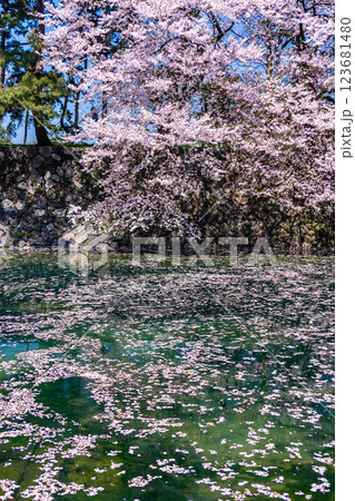 (とやまビューポイント) 富山城 松川べりの桜 4月 (とやまビューポイント) 富山城 松川べりの桜 4月 123681480