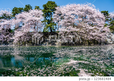 (とやまビューポイント)　富山城　松川べりの桜　4月 123681484
