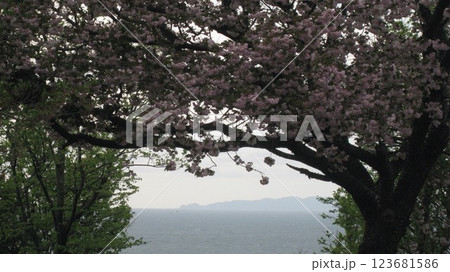 満開の八重桜と海と島 123681586