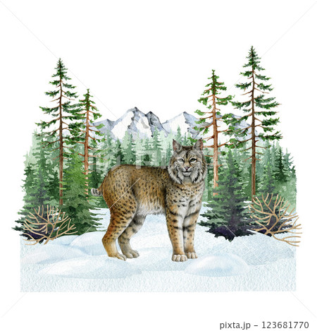Lynx wild feline in winter time forest snowy landscape with conifer trees painted illustration. Hand drawn wildcat wildlife forest animal in natural habitat. Lynx rufus woodland predator animal 123681770