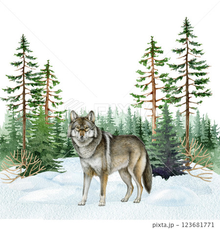 Grey wolf in winter season forest landscape covered with snow watercolor vintage style illustration. Hand drawn Canis lupus in natural habitat during winter season in coniferous forest Grey wolf in winter season forest landscape covered with snow watercolor vintage style illustration. Hand drawn Canis lupus in natural habitat during winter season in coniferous forest 123681771