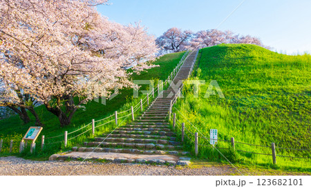丸墓山古墳の桜(さきたま古墳公園) 丸墓山古墳の桜(さきたま古墳公園) 123682101
